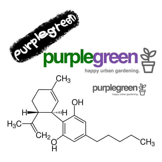 purplegreen Set premium CBD shop Linz Wien online bestellen