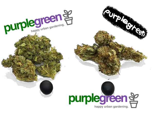 Das purple green Set für Liebhaber der guten Ware!